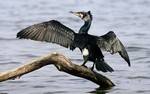 kormoran-575.jpg