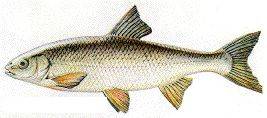 leuciscus.leuciscus.01