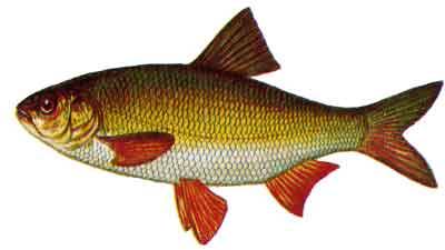 leuciscus_idus