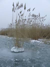 jegesbalaton
