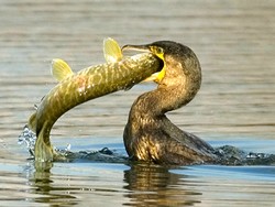 kormoran