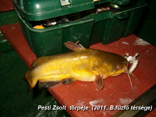 PestiZs.trpje