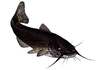 trpeharcsa