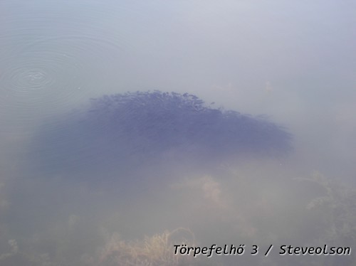 trpefelh_3