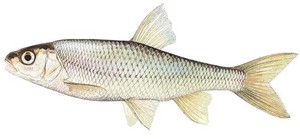 Nyldomolyk