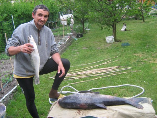 Csaba.halai