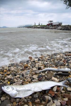 gardapusztulas a balatonban