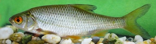 Rutilus rutilus