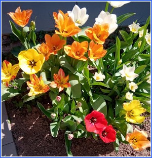 tulipan 2