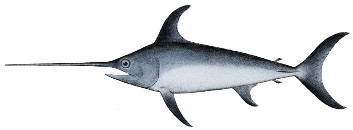 Xiphias gladius1