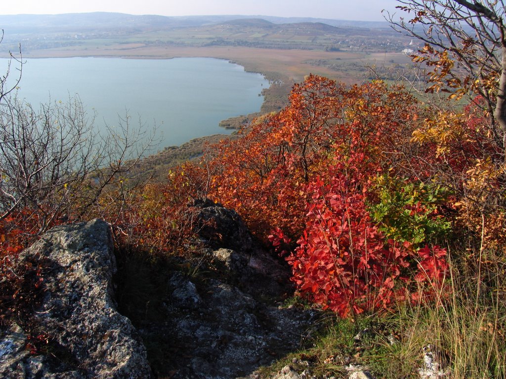 Bozsai obol